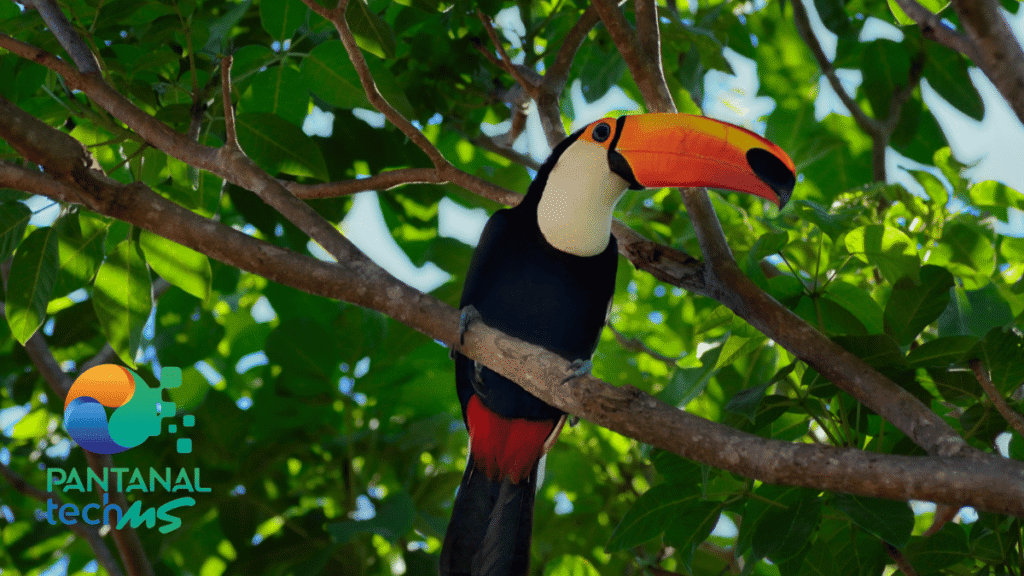 Pantanal Tech MS