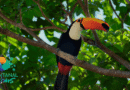 Pantanal Tech MS