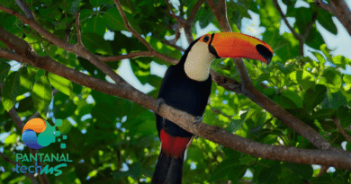 Pantanal Tech MS
