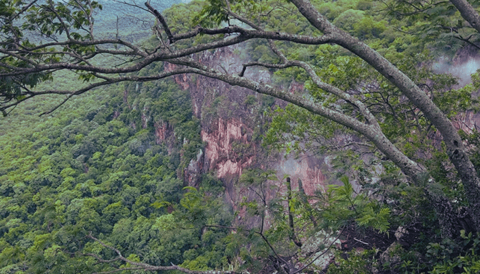 Morro do paxixi vegetação