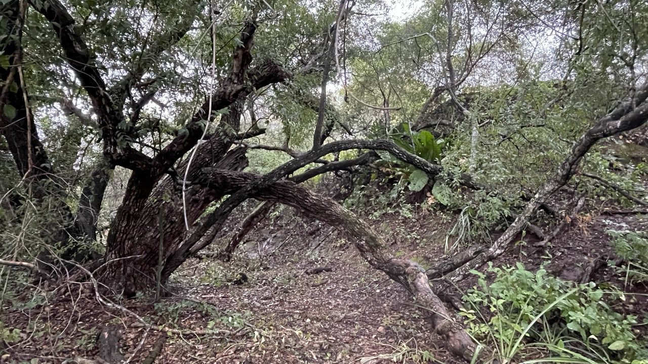 Trilha Rancho do Ely