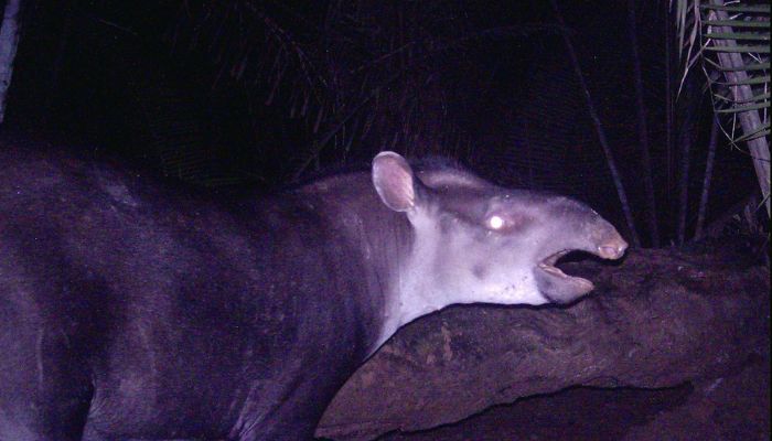 Anta (Tapirus terrestris)