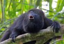 Bugio - Guariba - macaco do gênero Alouatta