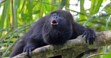 Bugio - Guariba - macaco do gênero Alouatta