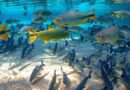 peixes que. definem rio aquidauana paxixi pacu pintado jaú dourado piraputanga