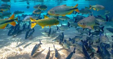 peixes que. definem rio aquidauana paxixi pacu pintado jaú dourado piraputanga