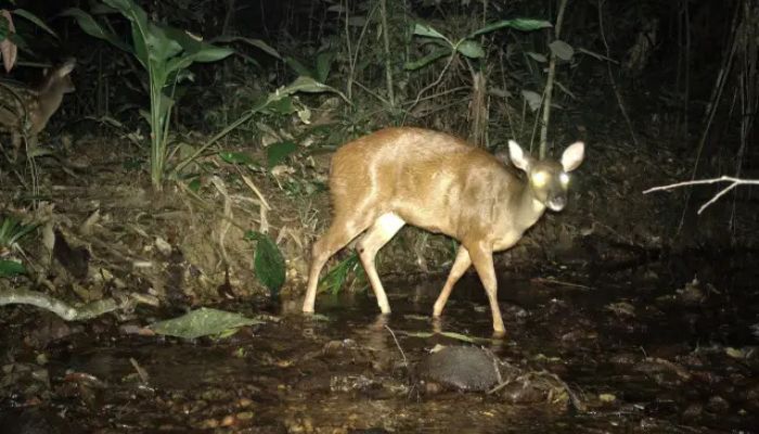 Cervo-do-pantanal (Blastocerus dichotomus) safari noturno no paxixi