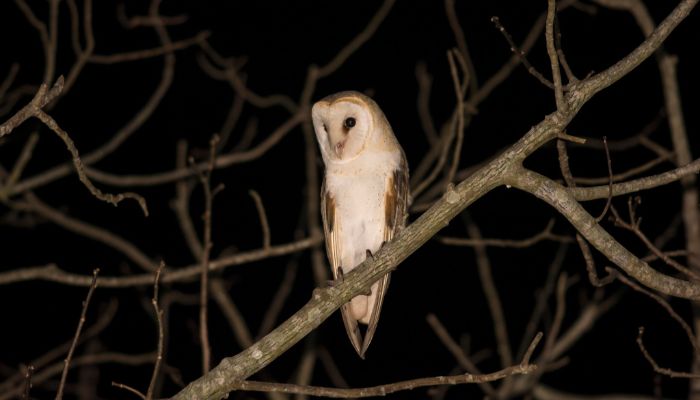 Coruja-suindara (Tyto furcata) safari noturno no paxixi