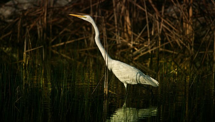 Garça-branca-grande (Ardea alba), também conhecida como garça-real