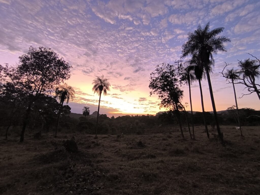 paxixi entre o cerrado e o pantanal
