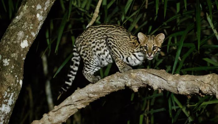 Jaguatirica (Leopardus pardalis) paxixi safari noturno no paxixi