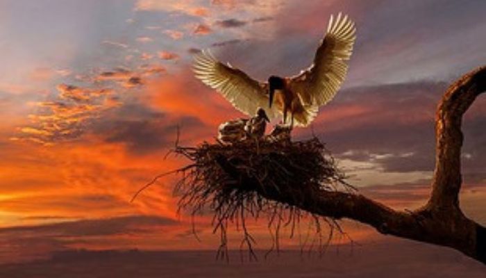 O Tuiuiú- A Ave Símbolo de Asas Incríveis e Ninhos Gigantes no Paxixi