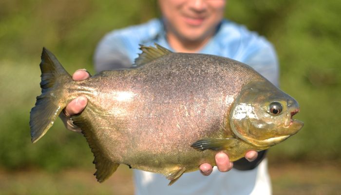 Pacu. Fonte: Fishtv paxixi aquidauana