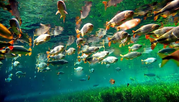 Peixes-do-Pantanal