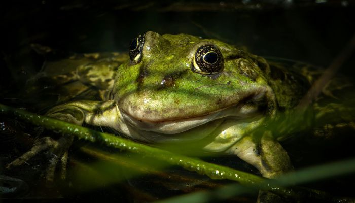 Sapo-cururu (Rhinella marina), também conhecido como cururu, sapo-boi ou sapo-gigante paxixi