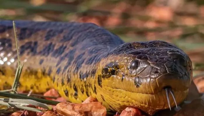 Sucuri 'assustadora' e fotogênica é flagrada no Pantanal paxixi
