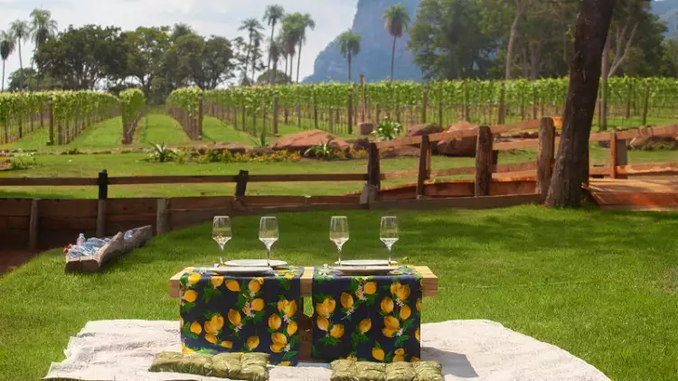 Vinícula Terroir Pantanal paxixi