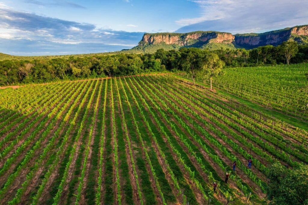 Do Cacho à Taça: A Saga da Vinícula Terroir Pantanal