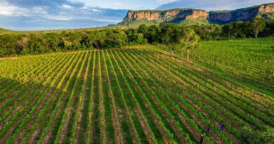 Vinícula Terroir Pantanal paxixi