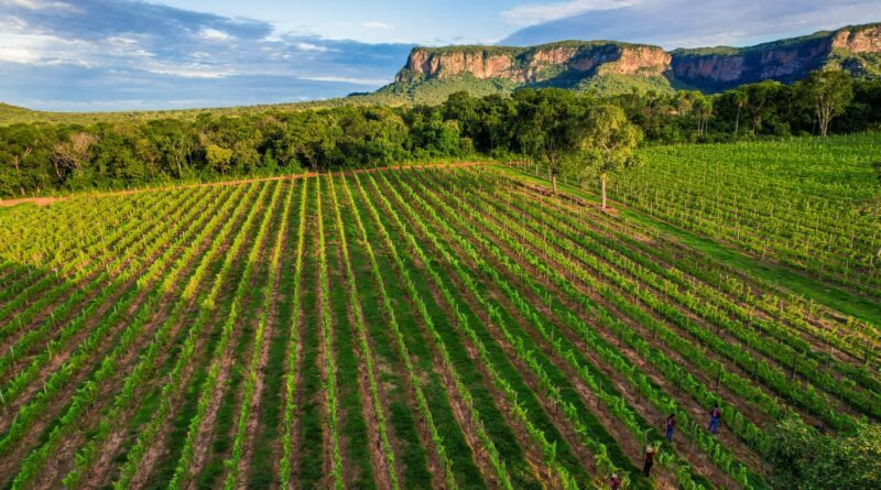 Vinícula Terroir Pantanal paxixi