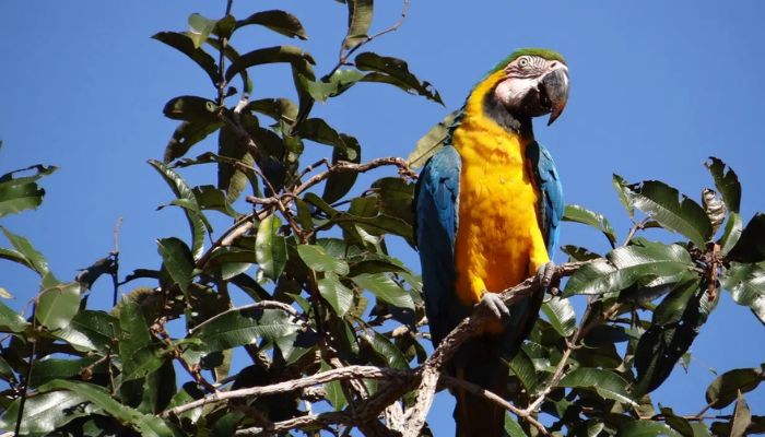 arara canindé paxixi