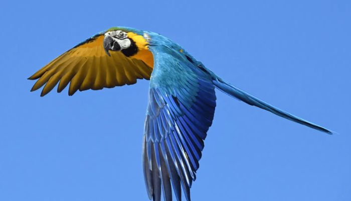 arara canindé paxixi