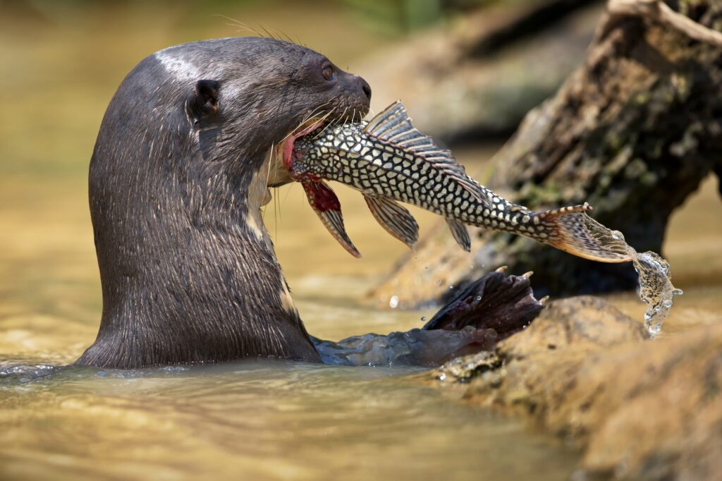 lontra pantanal