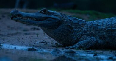 jacaré-do-pantanal (Caiman yacare), também conhecido como jacaré-coroa paxixi