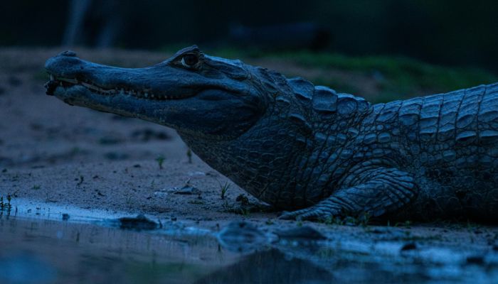 jacaré-do-pantanal (Caiman yacare), também conhecido como jacaré-coroa paxixi
