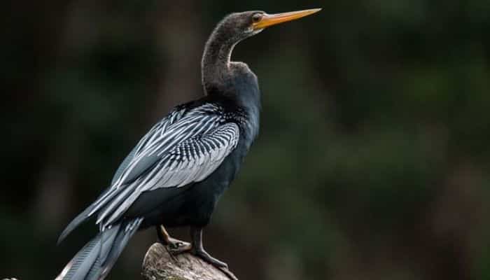 Biguatinga - Aves do Paxixi