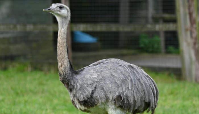 Ema - aves