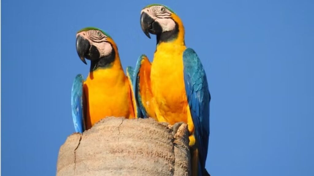 animais ms-450 roteiros do paxixi aquidauana estrada serra e charme piraputanga arara caninde