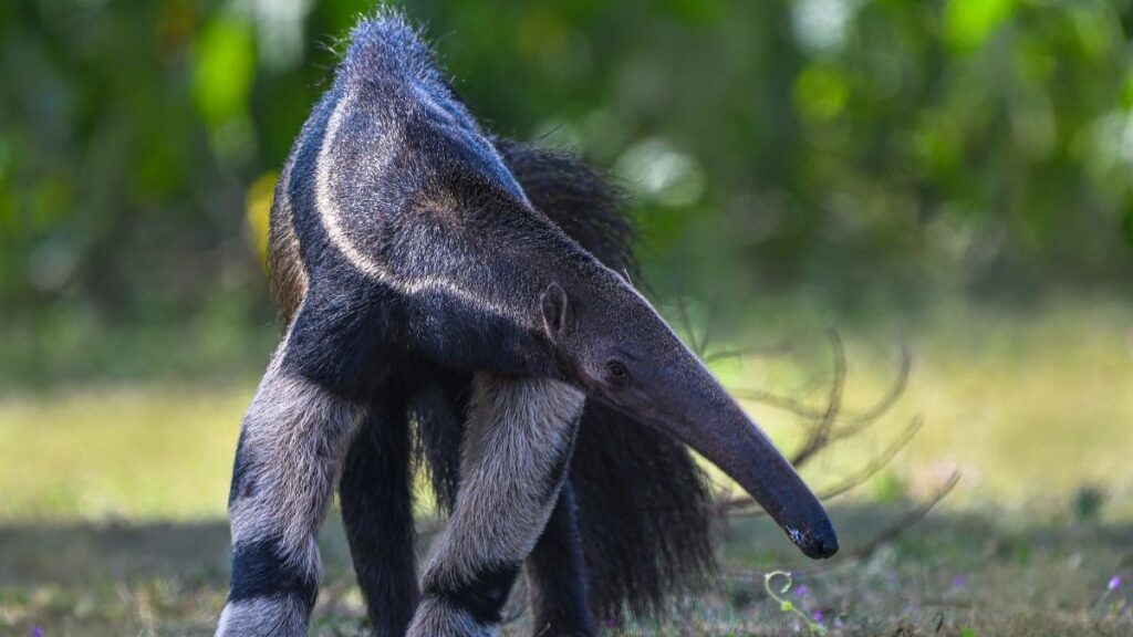 animais ms-450 roteiros do paxixi aquidauana estrada serra e charme piraputanga camisao tamandua
