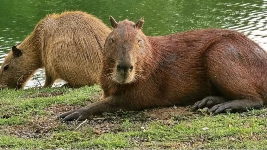 animais ms-450 roteiros do paxixi aquidauana estrada serra e charme piraputanga camisao capivara
