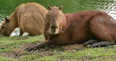 animais ms-450 roteiros do paxixi aquidauana estrada serra e charme piraputanga camisao capivara
