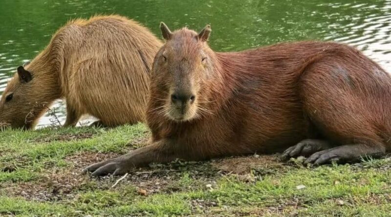 animais ms-450 roteiros do paxixi aquidauana estrada serra e charme piraputanga camisao capivara