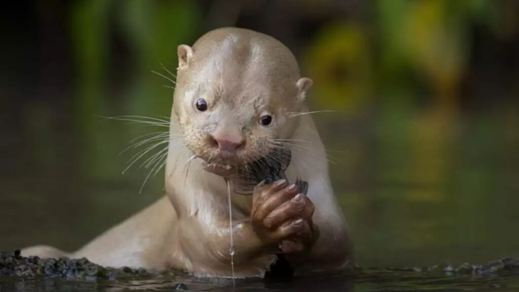 Lontra branca rio aquidauana se alimenta de um bagre no Mato Grosso do Sul (Foto: Daniela Anger/Fotógrafa de Vida Selvagem do Ano)