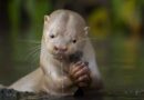 Lontra branca rio aquidauana se alimenta de um bagre no Mato Grosso do Sul (Foto: Daniela Anger/Fotógrafa de Vida Selvagem do Ano)