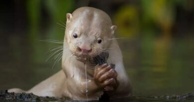 Lontra branca rio aquidauana se alimenta de um bagre no Mato Grosso do Sul (Foto: Daniela Anger/Fotógrafa de Vida Selvagem do Ano)