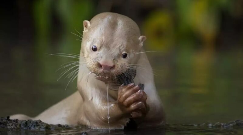 Lontra branca rio aquidauana se alimenta de um bagre no Mato Grosso do Sul (Foto: Daniela Anger/Fotógrafa de Vida Selvagem do Ano)